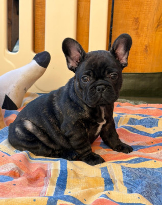 Bull "Bubull des Terres de Groie