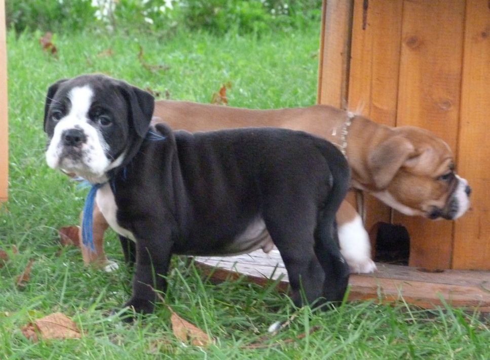 des Terres de Groie - Bulldog continental - Portée née le 02/09/2022