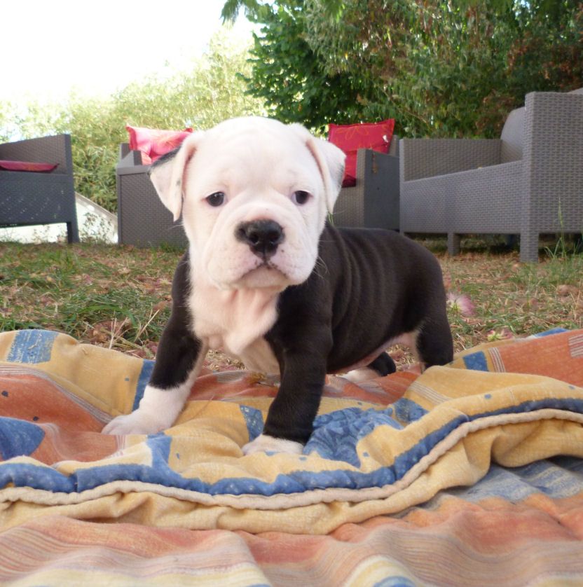 des Terres de Groie - Chiots disponibles - Bulldog continental