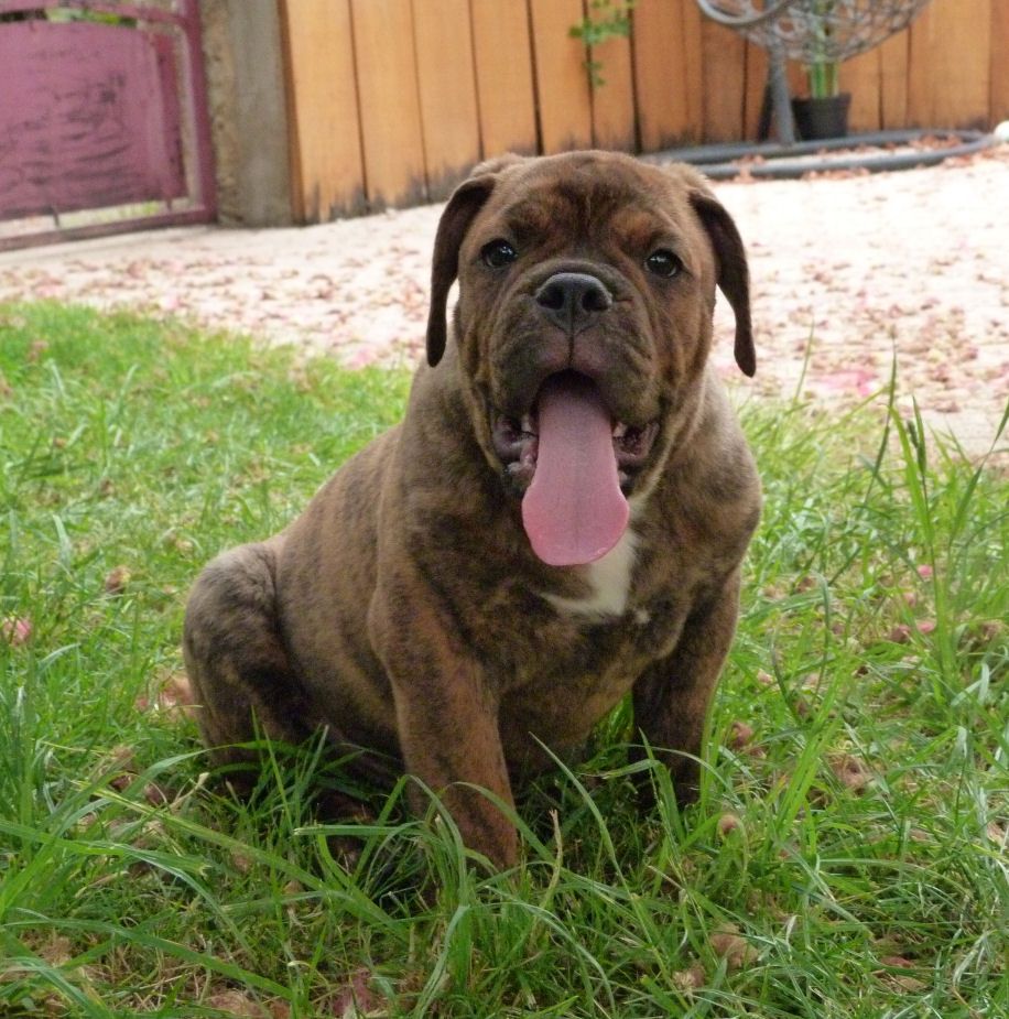 des Terres de Groie - Bulldog continental - Portée née le 20/04/2025